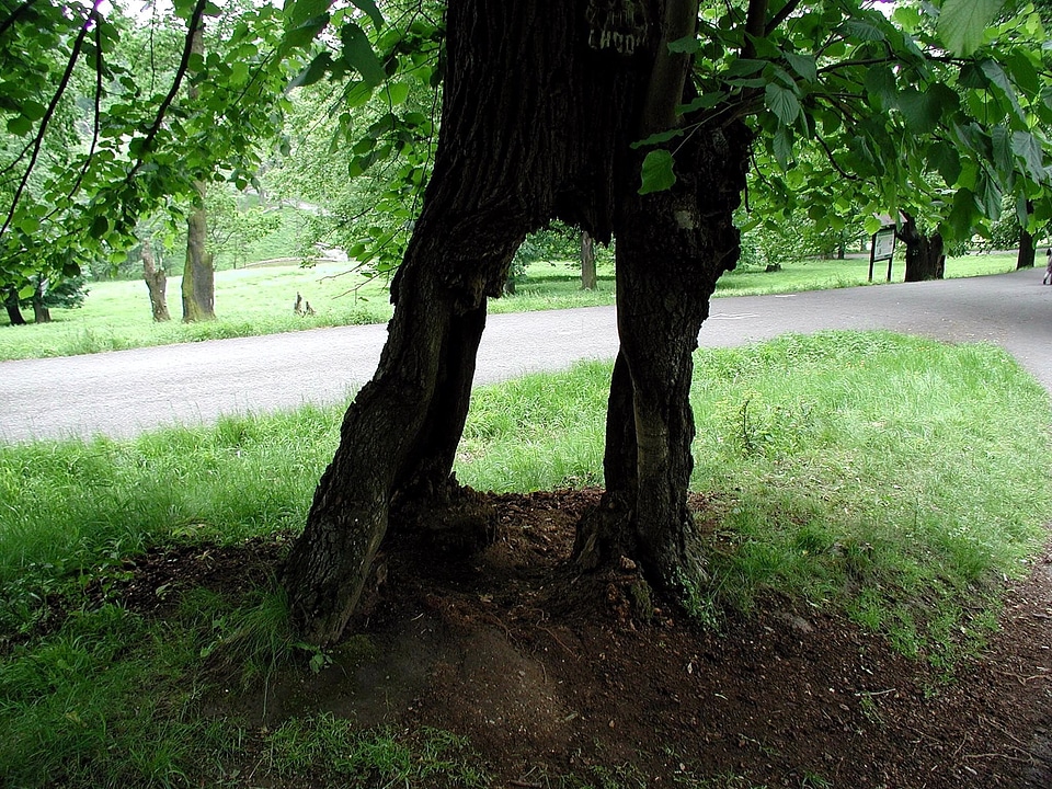 Ancient roads tree