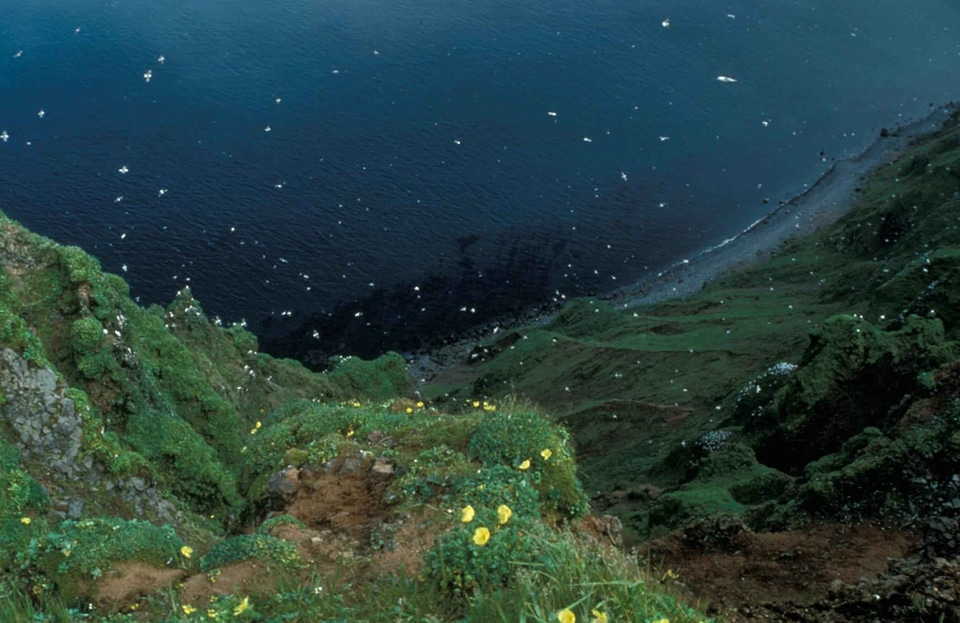Bluff george island