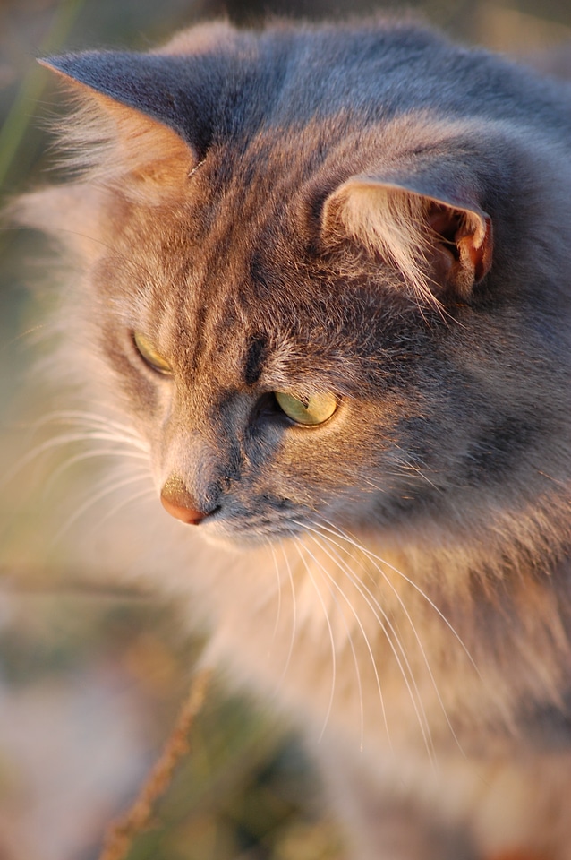 Portrait cat pet photo