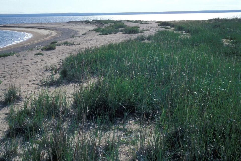 Island sand 