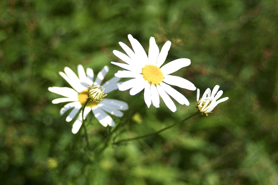 Blossom hill white