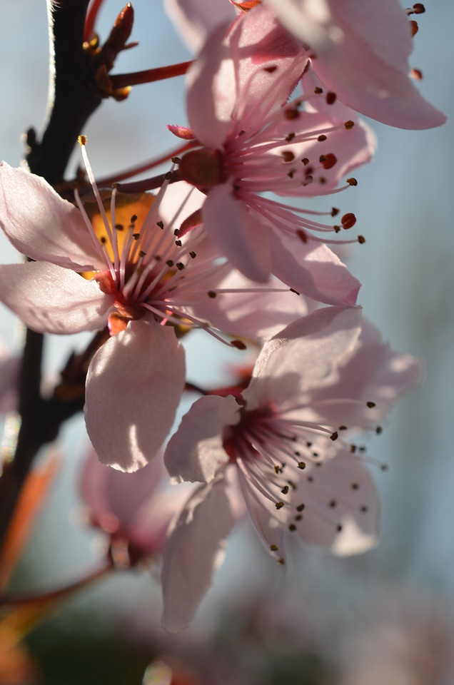 Japanese cherry trees flowers spring