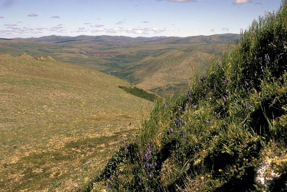 Feather hill 