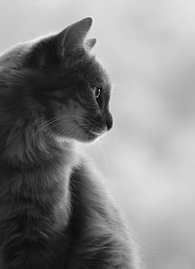 Profile silhouette gray cat photo