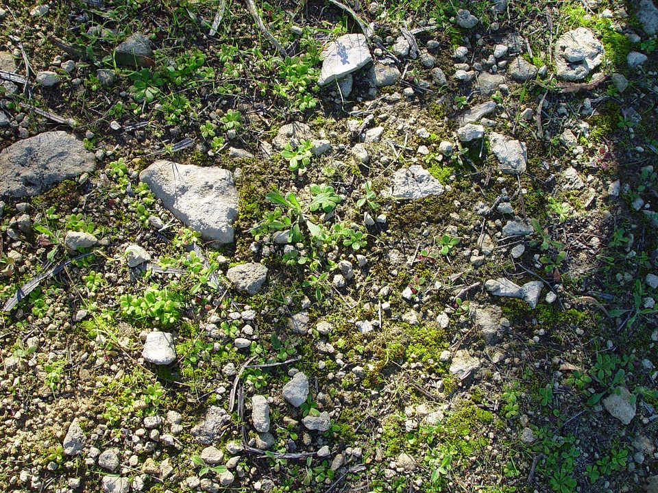 Crops lichen little