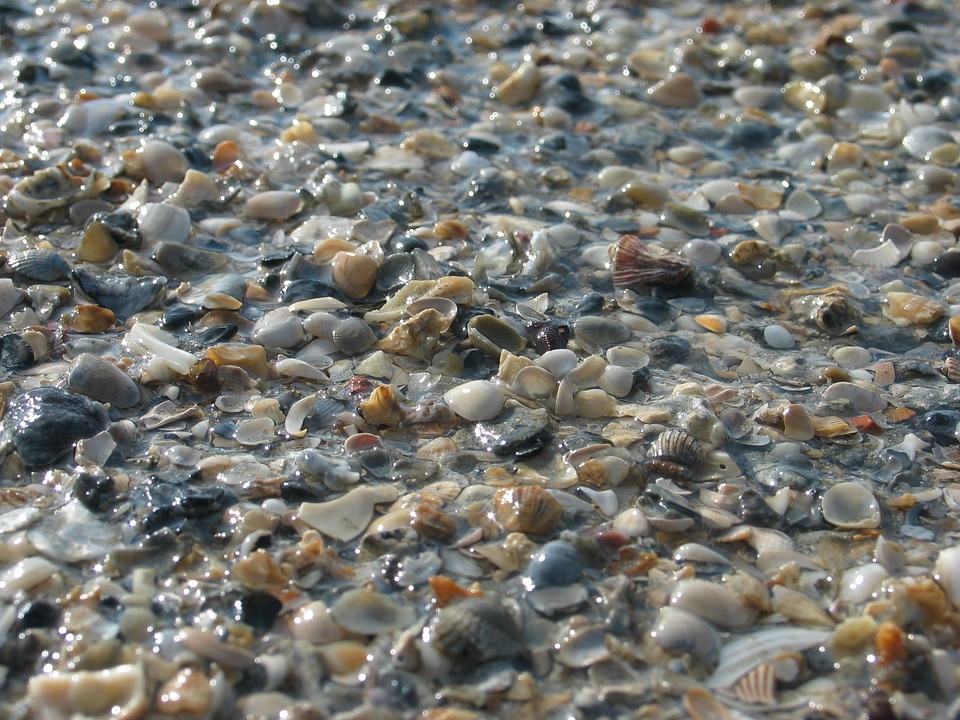 Pebbles phylum rocks