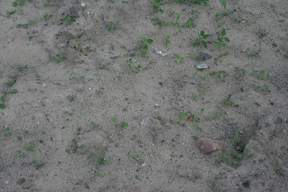 Background grass plants sand