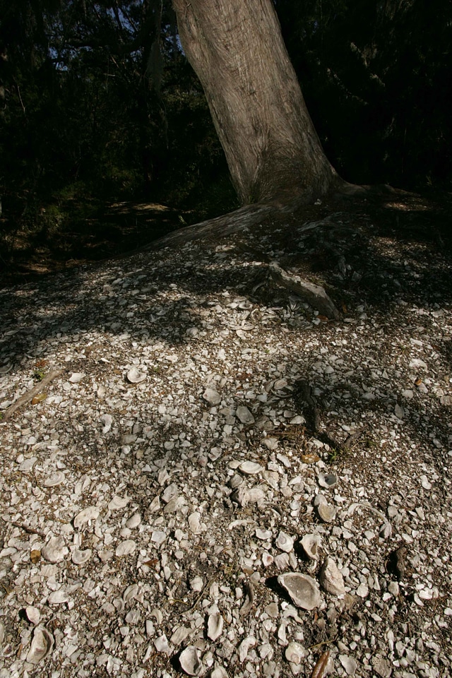 Conch hill tree