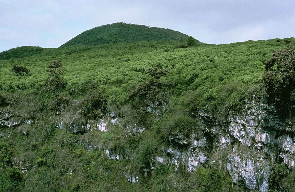 Greenery hill 