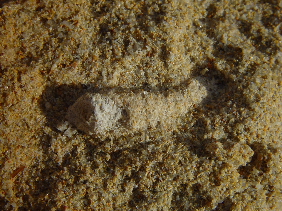 Fossil limestone phylum