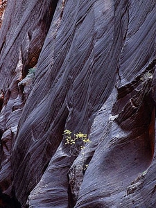 Domestic national park park