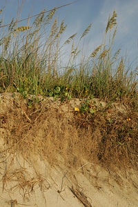Beach Erosion erosion phylum photo