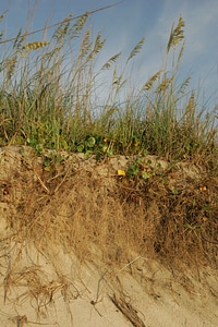 Beach Erosion erosion phylum
