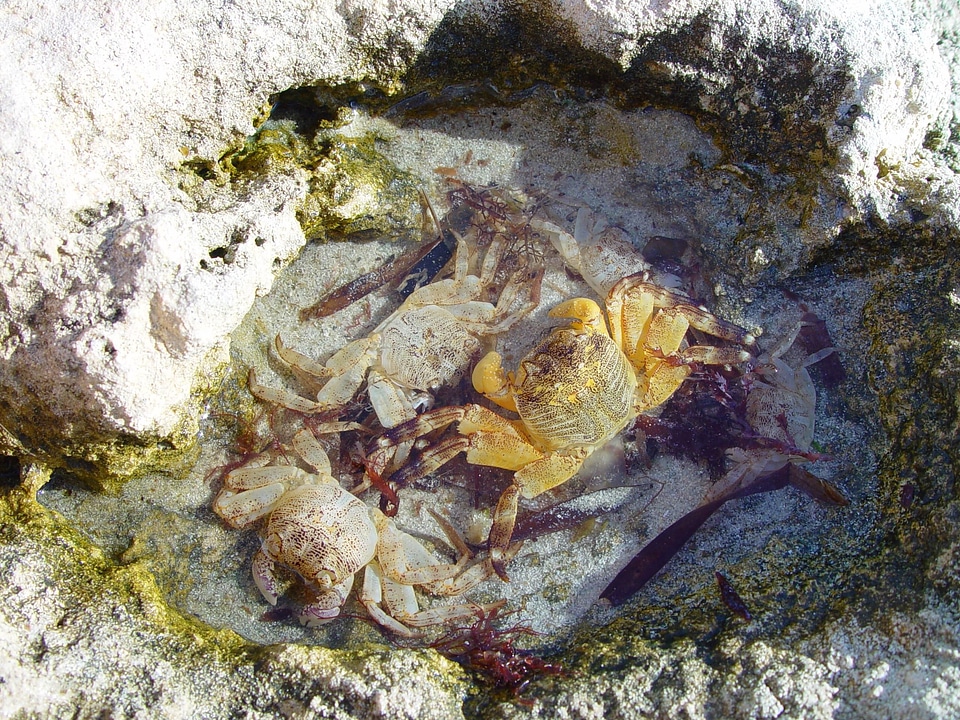 Fossil phylum 