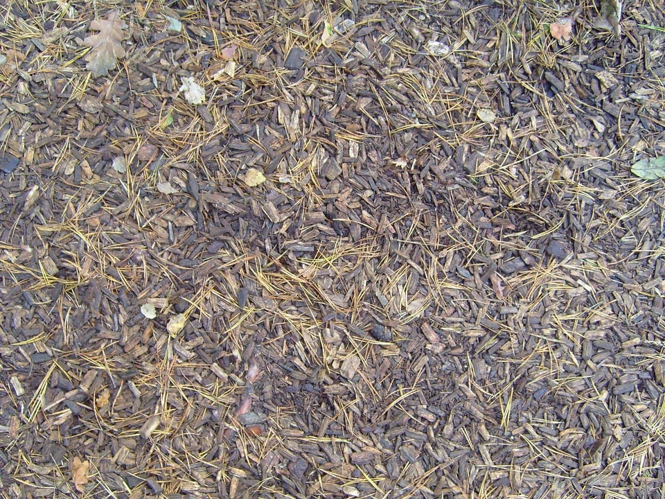 Background forest lumber