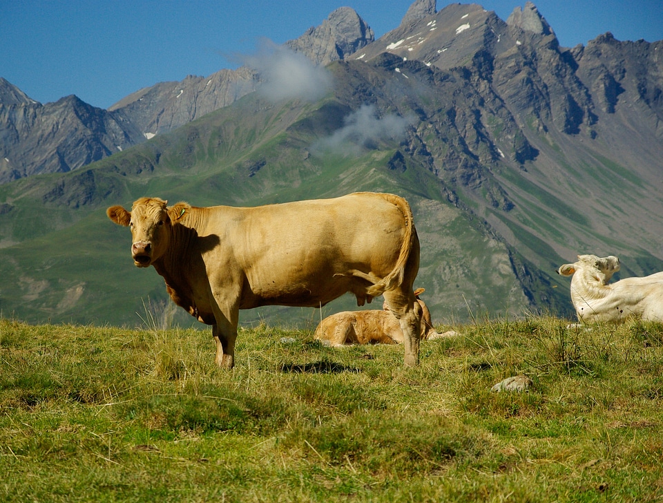 Cows alps hiking