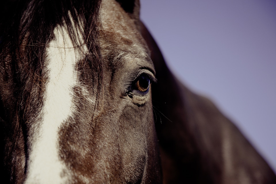 Equestrian animal riding