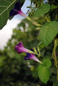 Estate flowers photo