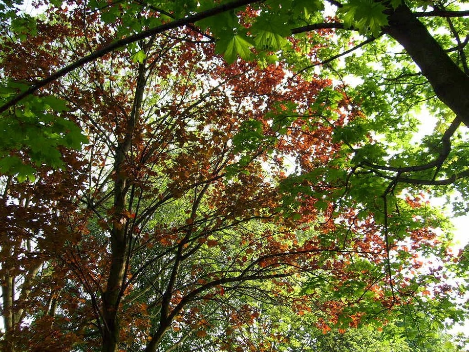 Feather trees 