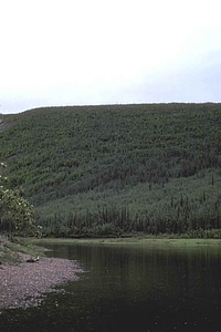 Estate forest perspective