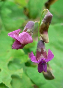 Primula Veris spring vetchling vetchling
