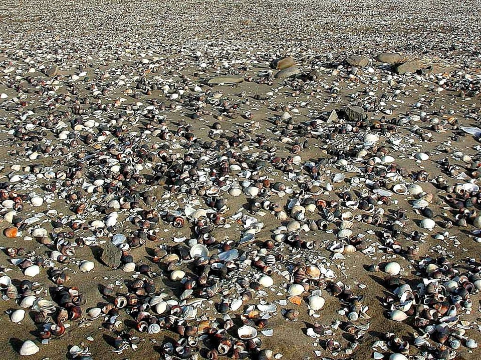 Beach sand 