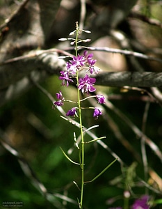 First flowers mountain