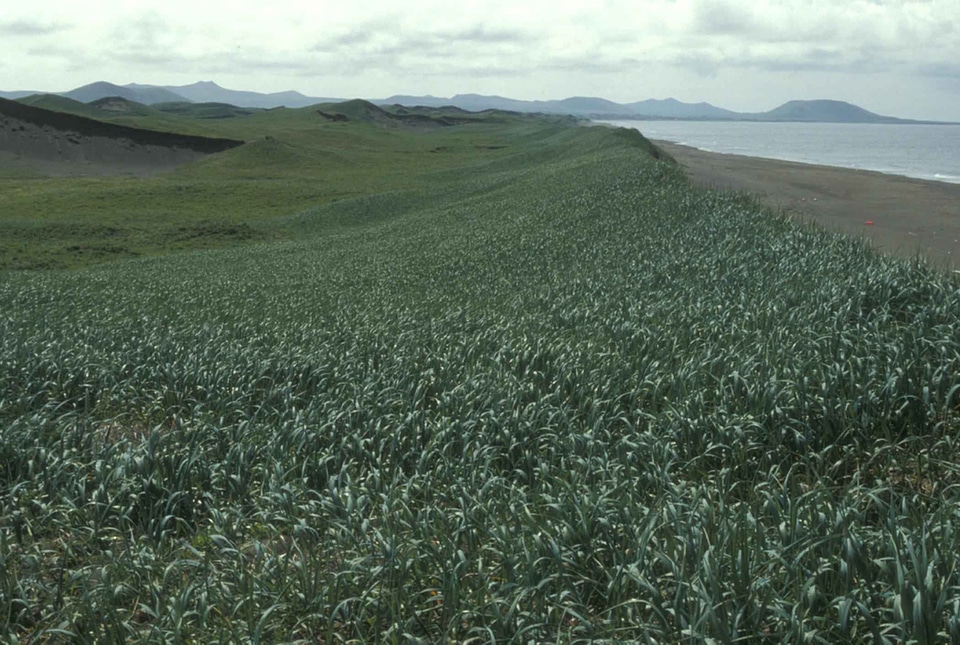 Grass Plants sand 