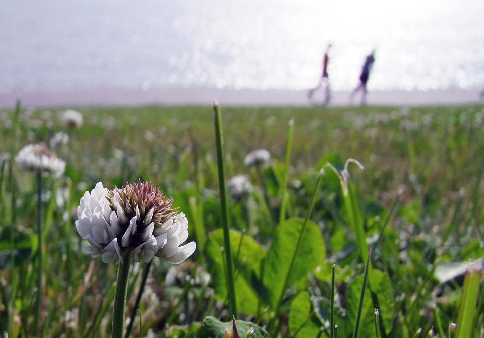 Flower white spring