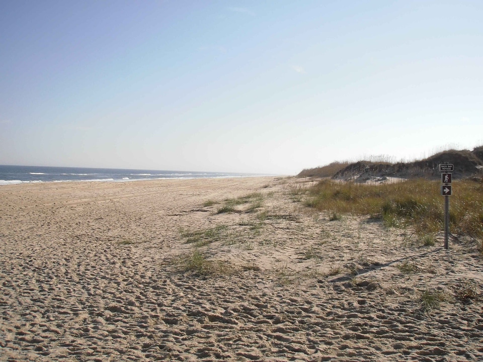 Phylum sand scenic