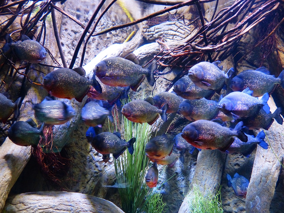 Saw tetra serrasalmidae predatory