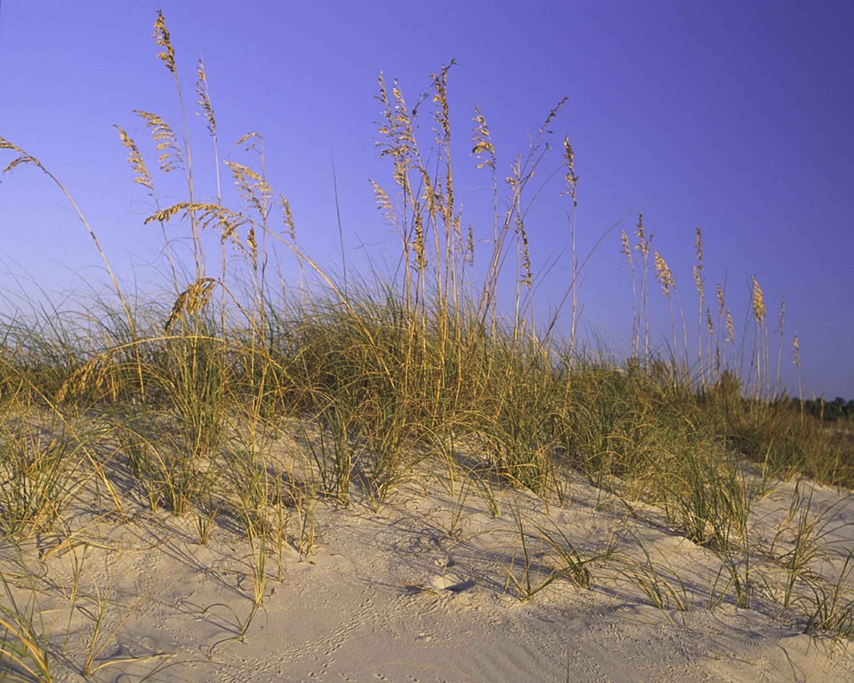 Grass Plants sand 