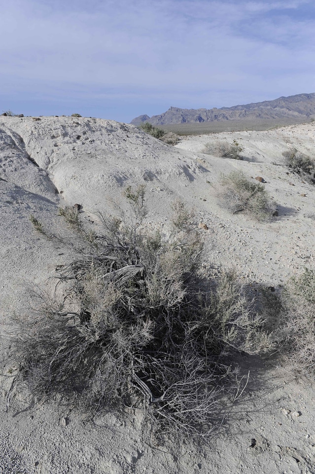 Crops desert sand