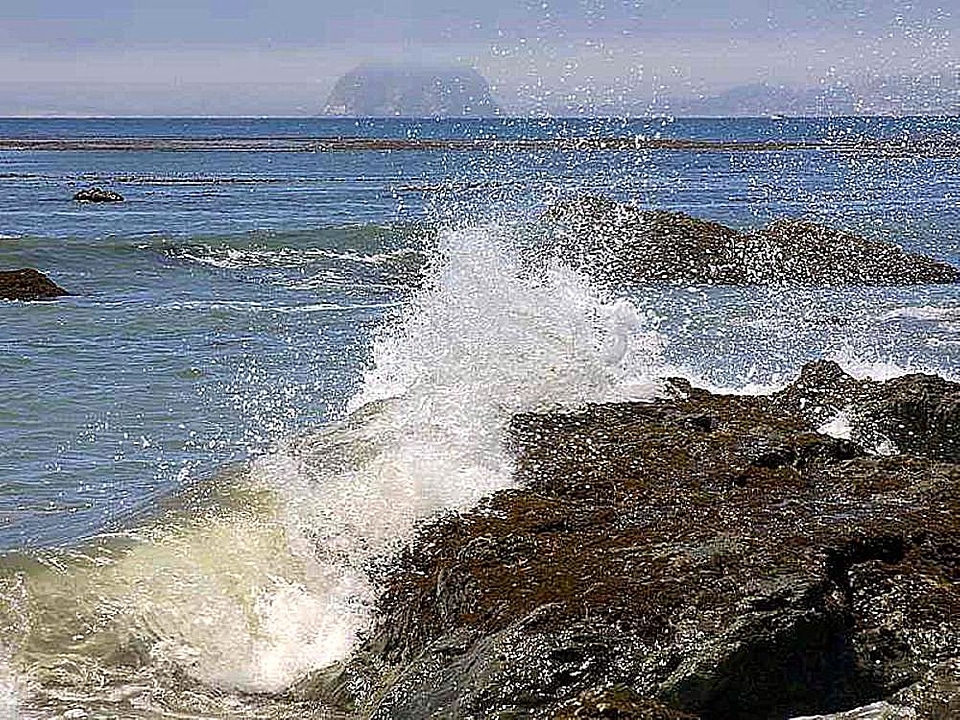 Ocean seaweed waves