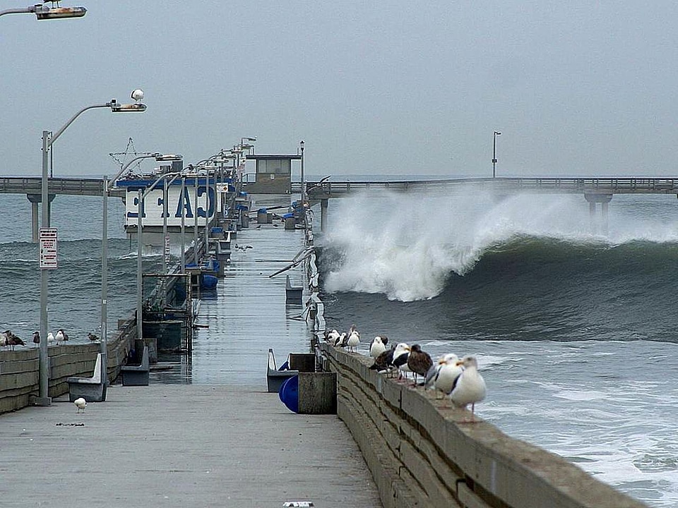 Ocean seagulls waves