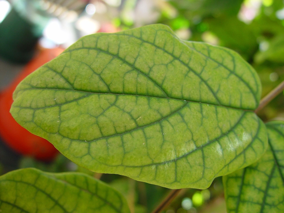 Leaf  