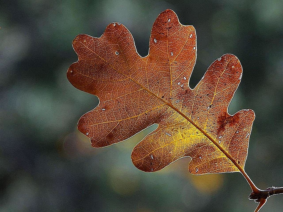 Domestic leaf leaves