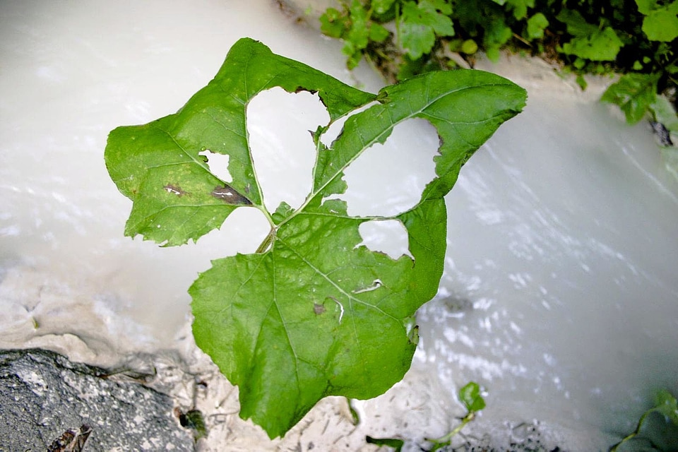 Greenery leave 