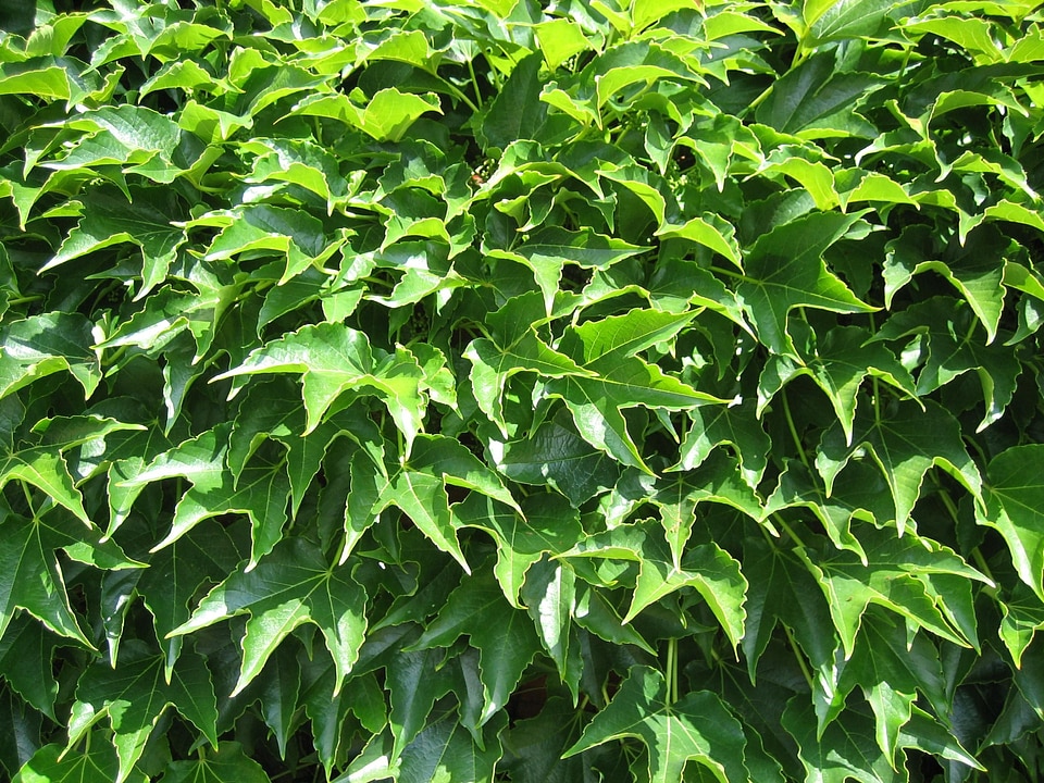 Greenery leaves plant