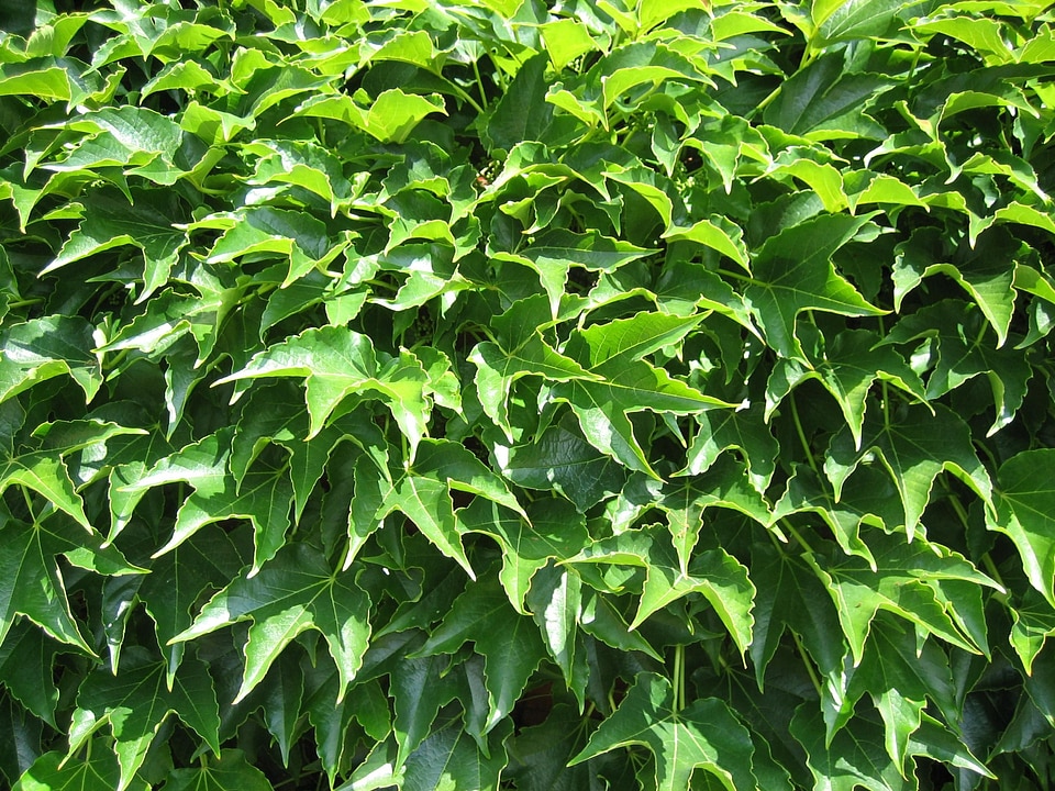 Greenery leaves plant photo