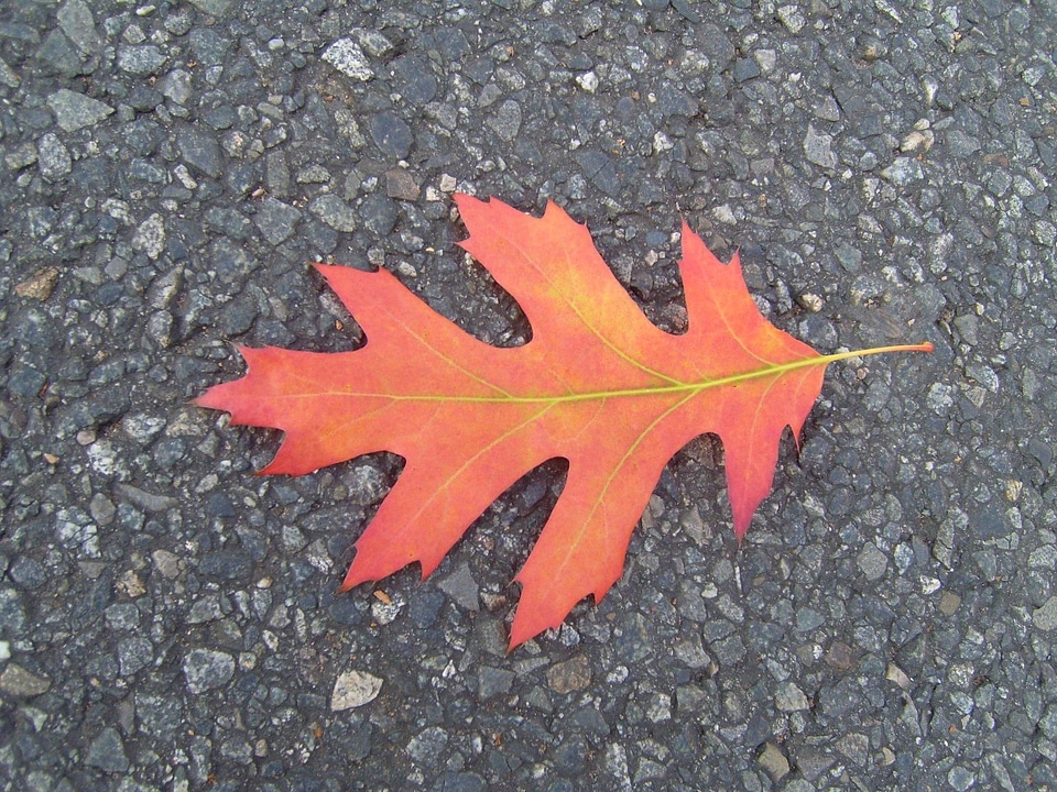 Autumn leaf red