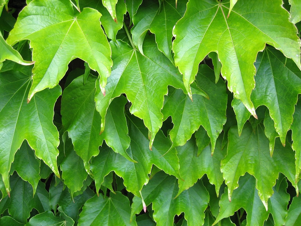 Greenery leaves plant