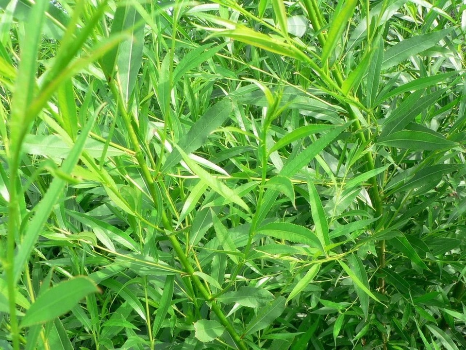 Leaves sharp 