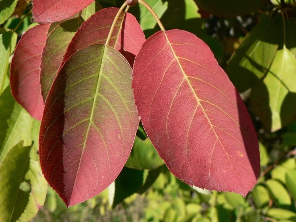 Autumn leaves red