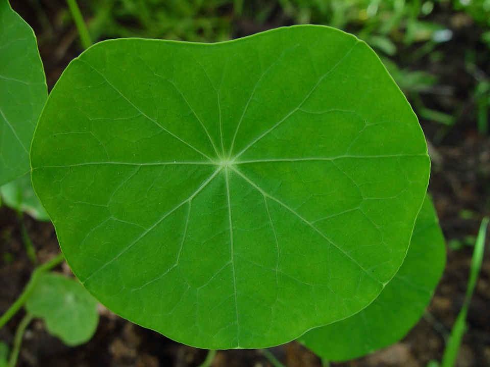 Leaf nasturtium 