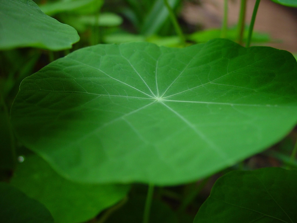 Leaf nasturtium shade