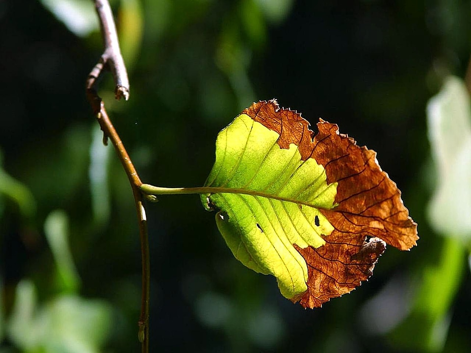 Leaf park tree