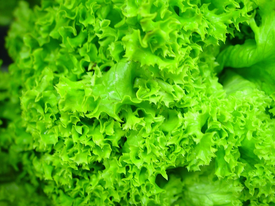 Green Salad greenery leaves