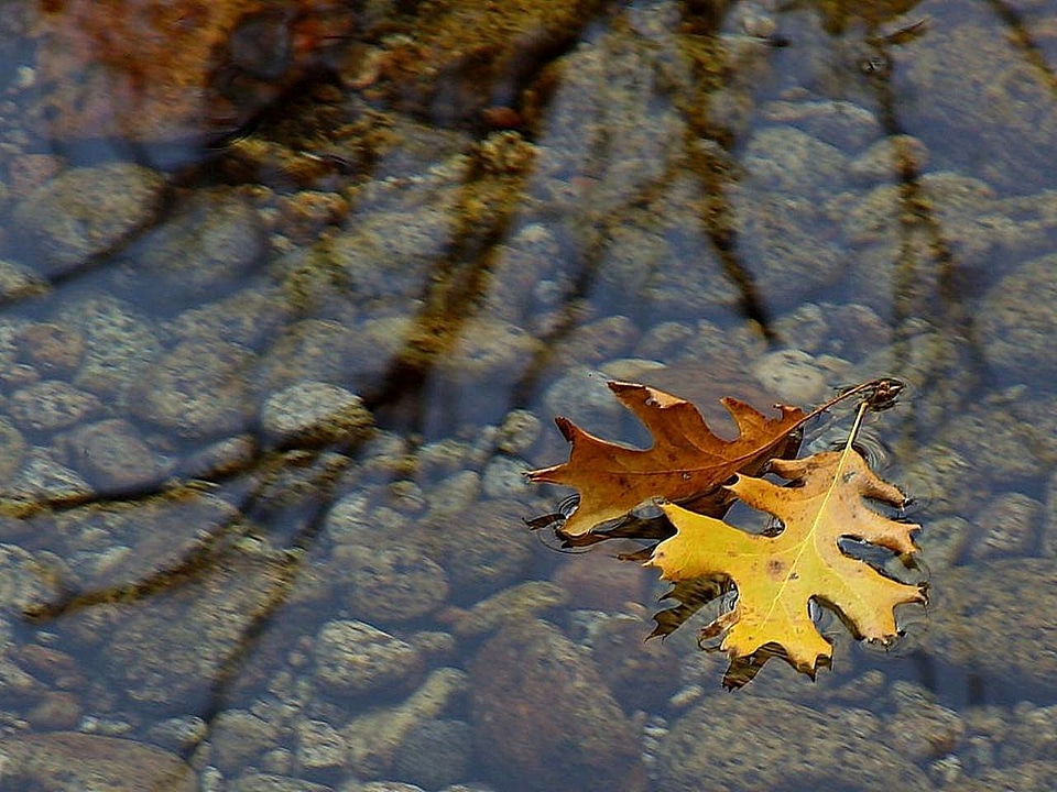 Leaf leaves water