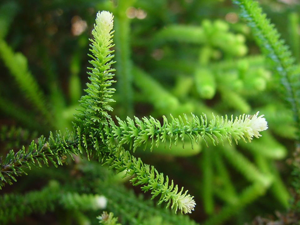 Beautiful Photo greenery leaves